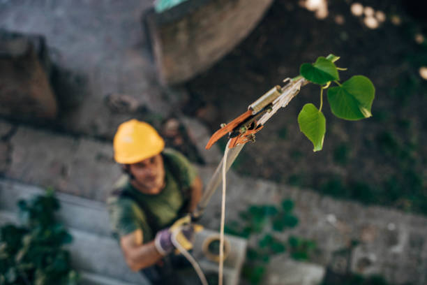 How Our Tree Care Process Works  in Buffalo Grove, IL